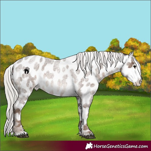 Horse Color:Silver Blue Roan Sabino Appaloosa 