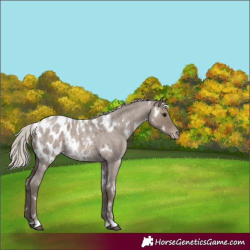 Horse Color:White Spotted Silver Grullo Roan Appaloosa 