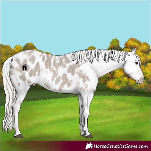 Horse Color:White Spotted Silver Grullo Roan Appaloosa 