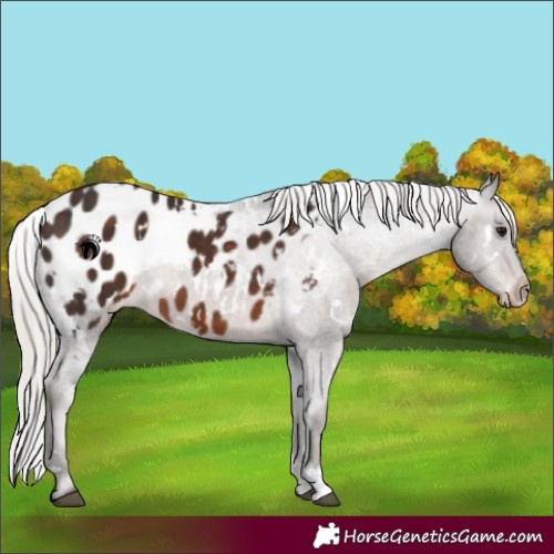 Horse Color:White Spotted Silver Brown Appaloosa 
