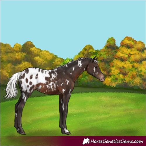 Horse Color:White Spotted Silver Brown Appaloosa 