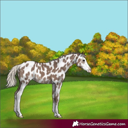 Horse Color:Silver Black Sabino Appaloosa 