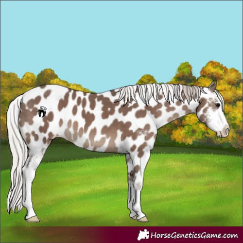 Horse Color:Silver Black Sabino Appaloosa 