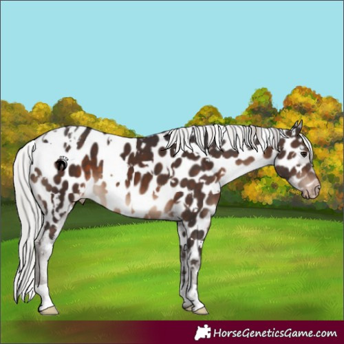 Horse Color:White Spotted Silver Brown Appaloosa 