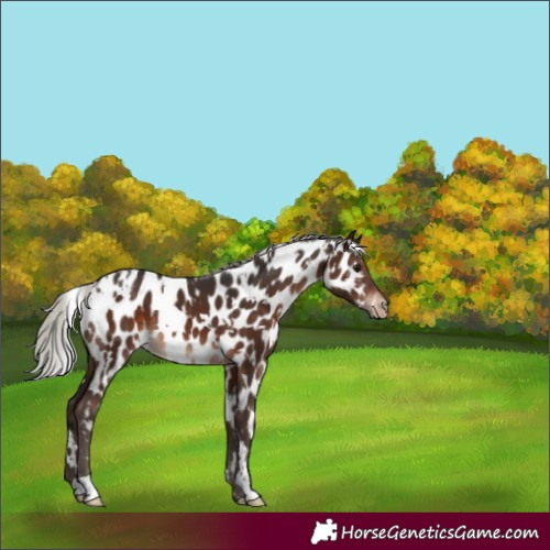 Horse Color:White Spotted Silver Brown Appaloosa 