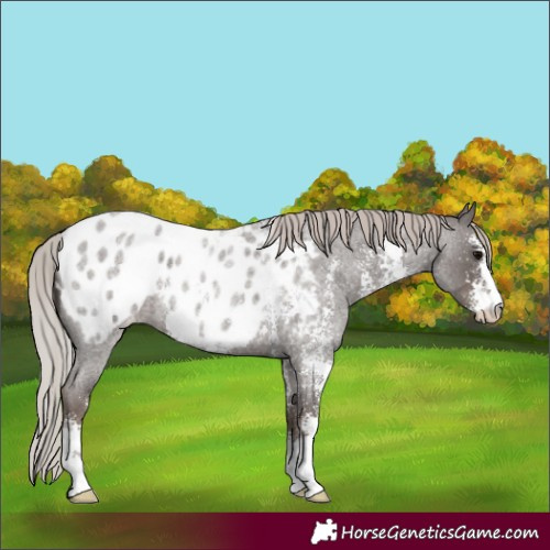Horse Color:Silver Blue Roan Sabino Appaloosa 