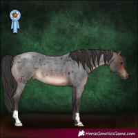 Horse Color:Brown Roan