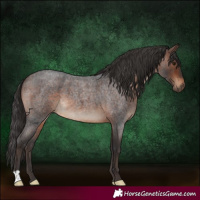 Horse Color:Brown Roan