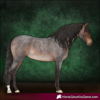 Horse Color:Brown Roan 