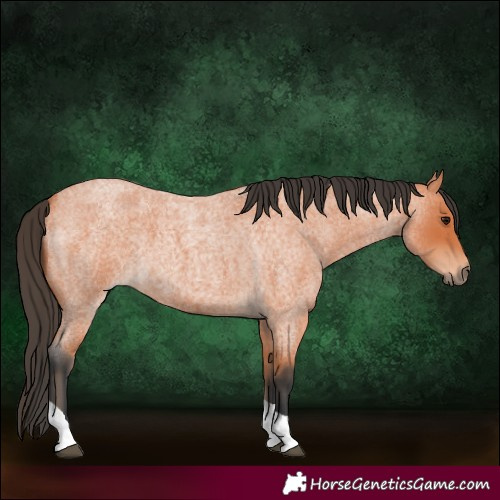 Horse Color:Bay Roan Tobiano