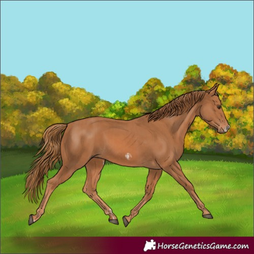 Horse Color:Chestnut  and Chestnut Frame 