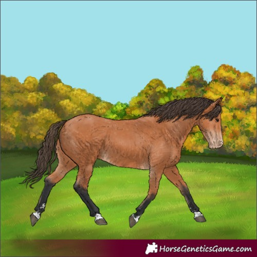 Horse Color:Bay Appaloosa
