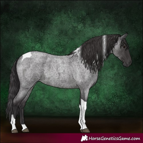 Horse Color:Smoky Blue Roan Tobiano 