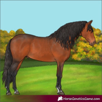 Horse Color:Bay 