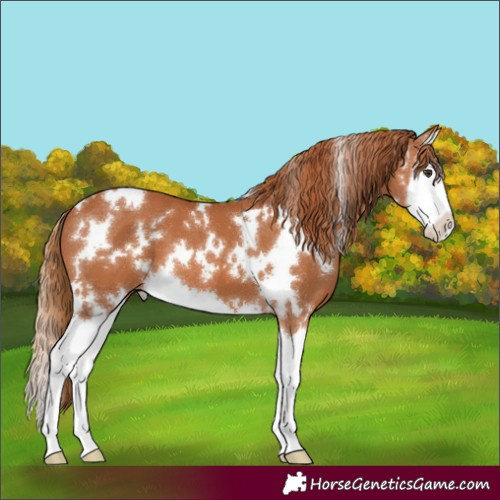Horse Color:White Spotted Chestnut Splash