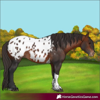 Horse Color:Bay Tobiano Blanket