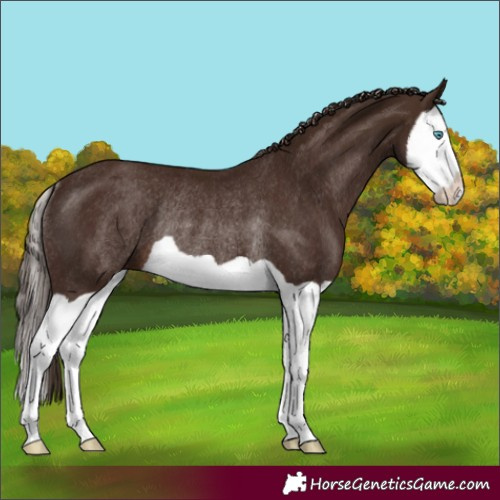 Horse Color:Liver Chestnut Splash Rabicano