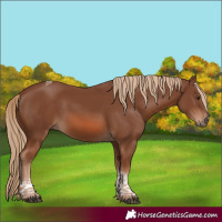 Horse Color:Chestnut Tobiano