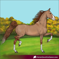 Horse Color:Red Dun Splash 