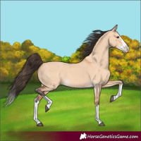 Horse Color:Bay Dun Splash 
