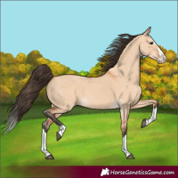 Horse Color:Bay Dun Splash 