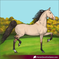 Horse Color:Bay Dun Splash 