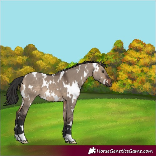 Horse Color:White Spotted Brown Dun 