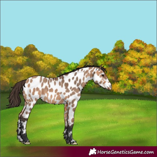 Horse Color:Bay Dun Appaloosa 