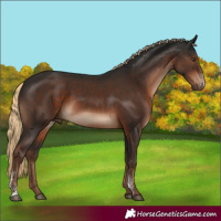 Horse Color:Liver Chestnut Sabino