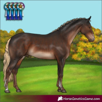 Horse Color:Liver Chestnut Sabino