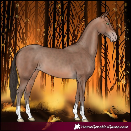 Horse Color:Sable Champagne 