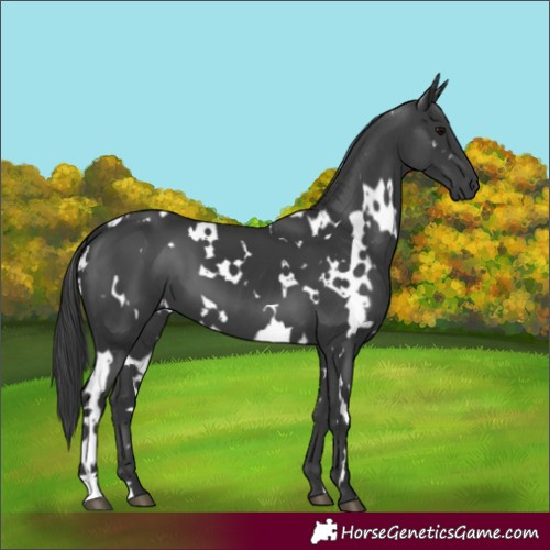 Horse Color:White Spotted Black 