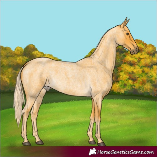 Horse Color:Palomino Roan 