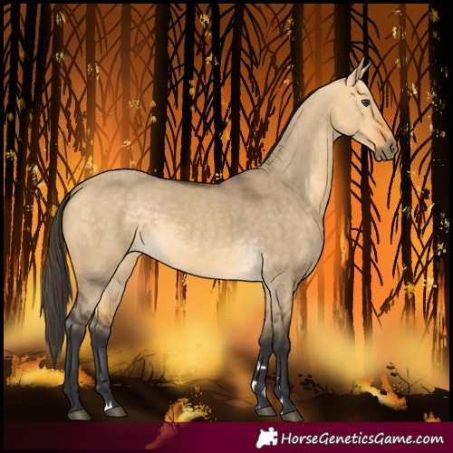 Horse Color:Buckskin Dun