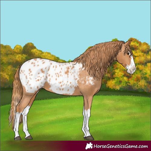 Horse Color:Chestnut Splash Appaloosa 