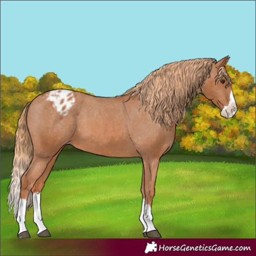 Horse Color:Chestnut Splash Appaloosa 