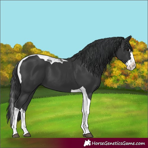 Horse Color:Black Splash Tobiano