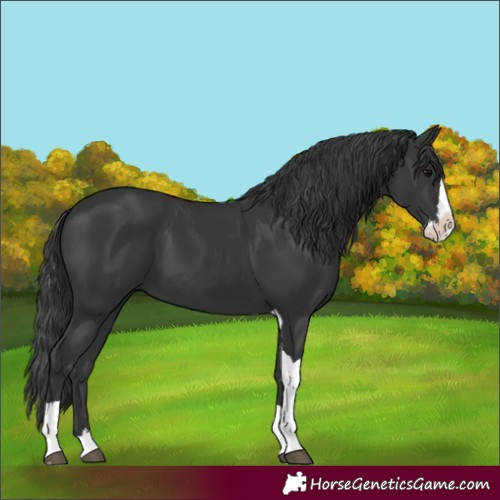 Horse Color:Black Splash Tobiano