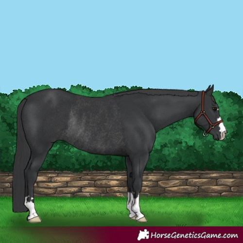 Horse Color:Black Rabicano 