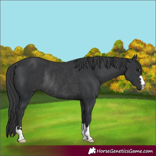 Horse Color:Black Rabicano 