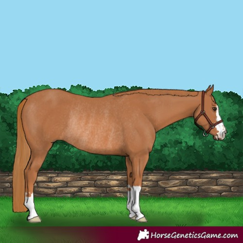 Horse Color:Chestnut Rabicano 