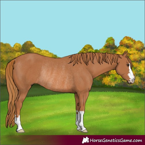 Horse Color:Chestnut Rabicano 