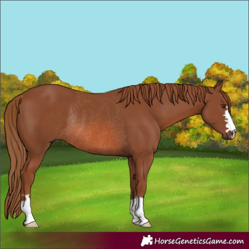Horse Color:Chestnut Rabicano