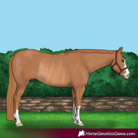 Horse Color:Chestnut Rabicano 