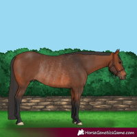 Horse Color:Bay Rabicano 