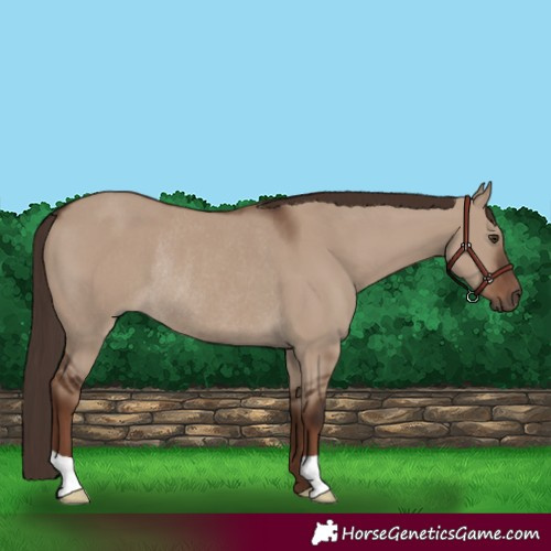 Horse Color:Liver Red Dun Rabicano