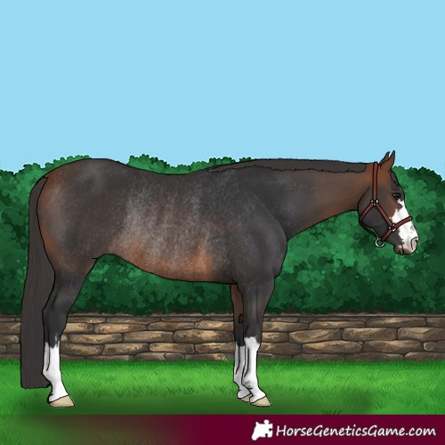Horse Color:Bay Rabicano 