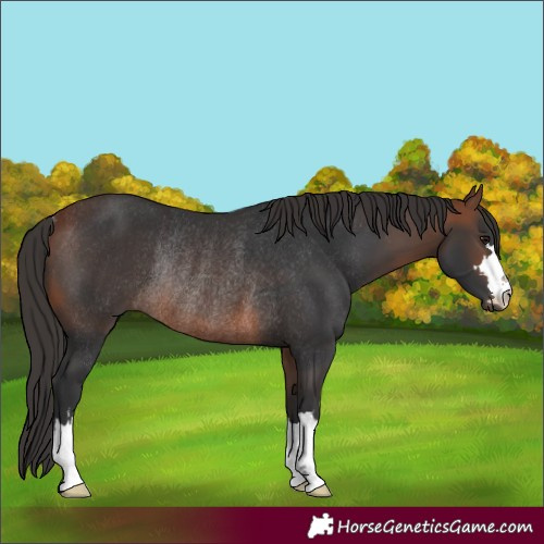 Horse Color:Bay Rabicano 