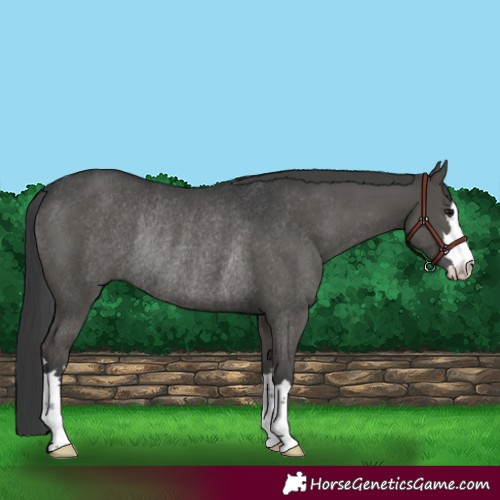 Horse Color:Black Rabicano 