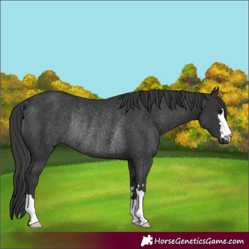 Horse Color:Black Rabicano